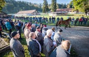 Versteigerung: Angehörige der Armee führen in der Kaserne Sand in Schönbühl bei Bern jedes der zu verkaufenden Pferde von Ulrich K. vor den Augen der Interessierten vor.Bilder: Reto Martin (Bild: Reto Martin (Reto Martin))