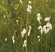 Flockenblume