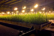 In dieser Hanfplantage in Altstätten trug sich das Geschehen zu. (Bild: Keystone)