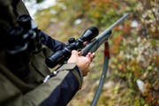 Waidmannsheil: Im Thurgau hat ein Jäger fälschlicherweise auf Schafe geschossen. (Bild: Keystone (Symbolbild))