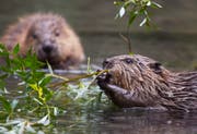 Biber tragen Äste meist ins Wasser und fressen dort Blätter und Rinde. (Bild: Markus P. Staehli/wildphoto.ch)