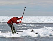 Das Töten von Robbenbabys hat in Kanada dieses Jahr noch früher begonnen. (Bild: Fondation Weber/PD)