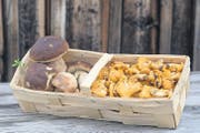 Steinpilze und Eierschwämme: Letztere dürfen im Thurgau nicht gepflückt werden, in Zürich schon, aber nicht vom 1. bis 10. eines Monats. (Bild: ky/Arno Balzarini)