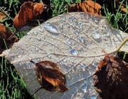 Schmuckstück in Nachbars Garten (Bild: Fritz Schneider)