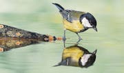 Die Frage nach dem eigenen Ich stellt sich nicht nur dieser Vogel. (Bild: depositphotos)