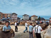 Eine Viehschau mit Seeblick (Bild: Gianni Amstutz)