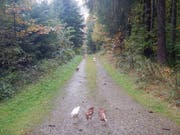 Die Hühner wurden in einem Waldstück aufgefunden - die Polizei sucht nun nach Hinweisen, wer die Tiere ausgesetzt hat. (Bild: Kapo TG)