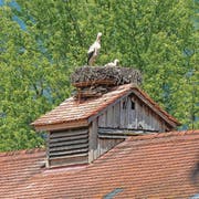 Ein Storch mit seinen Jungen in ihrem Horst im Saxerriet. (Bild: Thomas Schwizer)