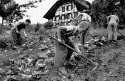 Heim- und Verdingkinder arbeiten in einer Armenerziehungsanstalt im Kanton Bern auf dem Feld. (Bild: Walter Studer/Keystone (Wattenwil, Juli 1954))