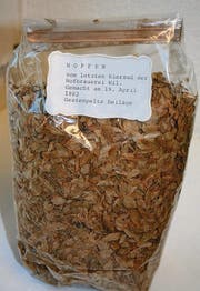 Hopfenblüten des letzten Biersuds der Hofbrauerei. (Bild: Ursula Ammann)