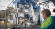 Der Melkroboter erfasst automatisch Daten über Milchleistung, Aktivität und Melkzeitpunkt der Kühe. (Bild: Ralph Ribi)