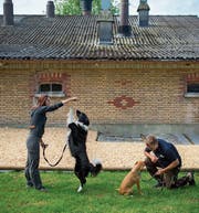 Egal welche Rasse und Grösse: Hunde sind treue Freunde und Wegbegleiter des Menschen. Um dem Tier als Freund und Meister gerecht zu werden, gibt es Hundeschulen, die dem Menschen den richtigen Umgang beibringen. (Symbolbild: Benjamin Manser)