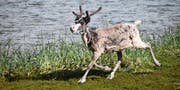 Unvergessliche Erlebnisse im Norden (Bild: Verena Signer)