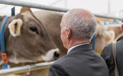 Stiller Moment im Freilaufstall: Finanzminister Ueli Maurer zeigte beim Messerundgang seine besondere Zuneigung zu Nutztieren. (Bilder: Hanspeter Schiess)