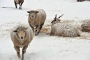 Ein Jäger verwechselte Schafe mit Wildschweinen und erschoss deshalb vier der wolligen Tiere. (Bild: Susann Basler)