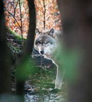 In der freien Wildbahn kaum zu fotografieren. Dieser Wolf lebt im Wildpark Bruderhaus bei Winterthur. (Bild: Benjamin Manser)