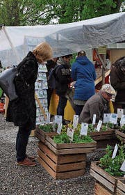 Hoffen auf besseres Wetter: 2016 gab’s zum Setzlingsmarkt Wind und Regen. (Bild: Ramona Riedener)