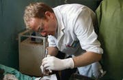 Lebensrettender Einsatz: Der St. Galler Arzt Daniel Meyer operiert in Kenia einen Dorfbewohner. (Bild: zVg)