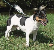 Jack Russel Rüde Jojo. (Bilder: PD)