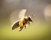 Nicht überall stehen genügend Honigbienen und Wildbienen zur Bestäubung zur Verfügung. (Bild: Frank Rumpenhorst/KEY)