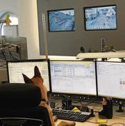 Der Polizeihund «Jasper» als neuer Schwarzfahrer-Schreck. (Bild: Stapo SG)