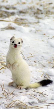 Das Hermelin. (Bild: Fotolia)