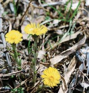 Der Huflattich kündigt den Vorfrühling an, er blüht, wenn der Boden sechs bis acht Grad warm ist. (Bild: Eveline Dudda)