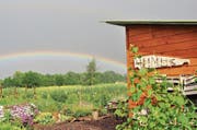 Auf dem Grundstück der Ortsgemeinde Altenrhein ist durch viel Handarbeit ein paradiesischer Garten entstanden. (Bilder: zVg)