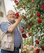 OK-Präsident Bernhard Bischof bewundert Kletterrosen an einer Hausfassade in der Neugasse. (Bild: Reto Martin)
