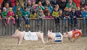 Vor grossem Publikum rennen die Säuli um die Wette. Der Anlass gehört zu den Messe-Höhepunkten. (Bild: Gian Ehrenzeller/KEY)