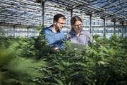 Mike Toniolo (links) konzentriert sich künftig auf die Medrofarm Switzerland AG, welche sich auf die Produktion von medizinischem Cannabis spezialisiert hat. (Bild: Reto Martin)
