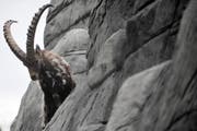 In freier Wildbahn kommen die scheuen Steinböcke, die aber gut an den Menschen gewöhnt sind, selten so nahe vor die Linse wie im Wildpark Peter und Paul. (Bild: Urs Jaudas/Archiv)