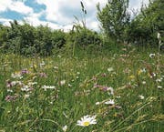 Das Anlegen einer Blumenwiese will gelernt sein. (Bild: fotolia)