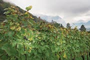 Der Weinbau war im Fürstentum Liechtenstein einmal einer der wichtigsten landwirtschaftlichen Zweige. (Bild: Ralph Ribi (Vaduz, 19. Oktober 2016))