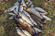 Tote Bachforellen am Ufer des Giessen am letzten Freitag. Weshalb die Fische verendeten, ist noch unklar. (Bild: Hansruedi Herzog)