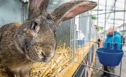 Ein neugieriger Rammler im Rosenhof. (Bild: Reto Martin (Februar 2016))