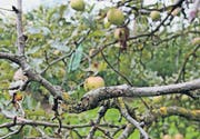 Ein befallener Apfelbaum der Sorte Jonagold aus der Ostschweiz. (Bild: Kn.)