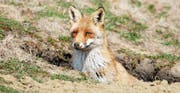 Streitpunkt Baujagd: Als nächstes ist der Thurgauer Grosse Rat am Zug. (Bild: Fotolia)