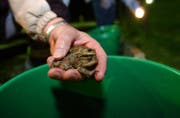 Zahlreiche Freiwillige sind in der Ostschweiz unterwegs, um Amphibien über die Strasse zu helfen. (Bild: Sam Thomas/Archivbild)