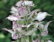 Muskatellersalbei. Die Blüten sind noch nicht geöffnet. (Bild: Urs Stieger)