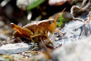 Kupferrote Variante des Weibchens der Schweizer Goldschrecke auf dem Chäserrugg. (Bild: René Güttinger)