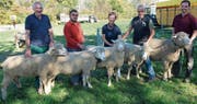 Die Lieblingstiere der Züchter Hans Schegg, Christian Rutz, Maria Senn und Guido Göldi und der Sieger Beat Baumann mit seinem rund 150 Kilo schweren und erfolgreichen Bock. (Bilder: Heidy Beyeler)