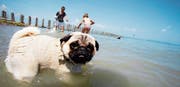In Altnau gibt es seit Jahren einen offiziellen Badestrand für Hunde. (Bild: Andrea Stalder (28. August.2015))
