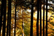 Um die Thurgauer Waldwirtschaft zu unterstützen, soll der Kanton als Bauherr einheimisches Holz bevorzugen. (Bild: Donato Caspari/Archiv)