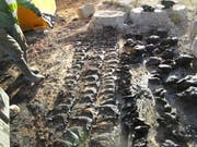 Während des Abbruchs einer landwirtschaftlichen Liegenschaft entdeckten Bauarbeiter in einer versteckten Jauchegrube Tierknochen. (Bild: pd)