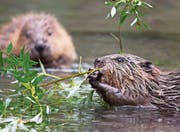 Biber sind herzig, können aber auch grosse Schäden anrichten. (Bild: Markus P. Staehli/wildphoto.ch)