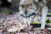 Der Wolf M75 hat in den vergangenen Monaten über 50 Schafe gerissen. Als dritter Kanton erlässt nun auch St.Gallen gegen ihn eine Abschussverfügung. (Symbolbild) (Bild: Benjamin Manser)