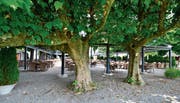 Pergola als Sonnen- und Wetterschutz halbwegs versteckt im Kastaniengarten.
