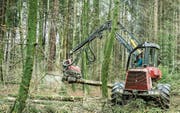 Urs Engeli arbeitet sich mit dem Vollernter durch den Bestand. (Bilder: Reto Martin)