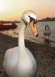 Der Schwan: geliebt wegen seines majestätischen Auftritts und gehasst wegen seines stinkenden Kots. (Archivbild: Susann Basler)